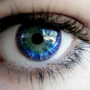 Фразологични термини с думата "око". Фразеологизми с думата "очи" и тяхното…