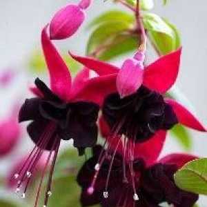 Стая Фуксия - популярно цвете на дома