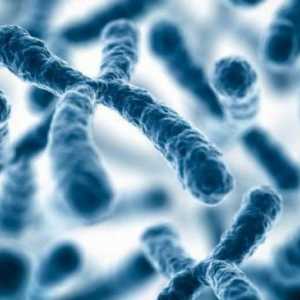 Функциите на хромозомите и тяхната структура. Каква е функцията на хромозомите в клетката?