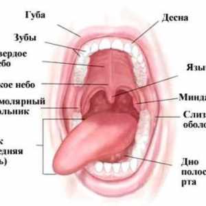 Функции и структура на устната кухина