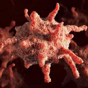 Функции на човешки тромбоцити. Каква е функцията на тромбоцитите?