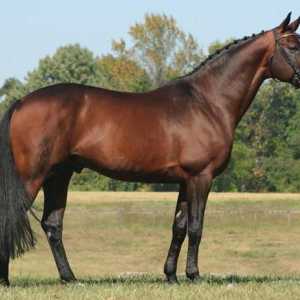 Хановерска порода коне: снимка, ревюта, описание