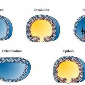 Гаструкцията е ... Процесът на формиране на многослоен ембрион