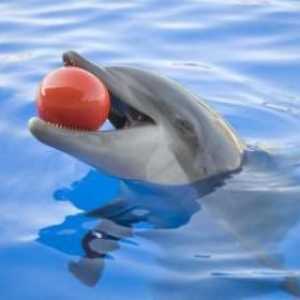 Къде мога да плувам в Москва с делфини: преглед, описание, адреси и рецензии