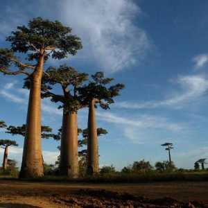 Къде е Мадагаскар? Република Мадагаскар: история, забележителности, интересни факти