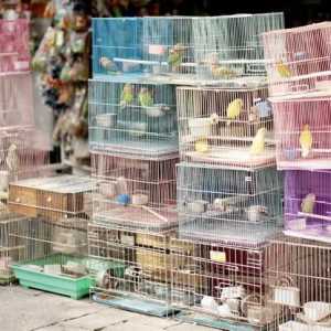 Къде е пазарът на птици в Екатеринбург?