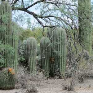Къде е родното място на кактусите и как те могат да растат там