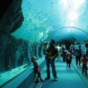Къде са най-големите аквариуми в света?