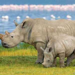 Къде живеят носорозите и какви са те?