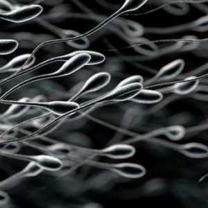 Където се образува спермата: начинът и мястото на обучение