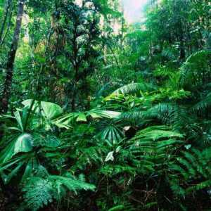 Къде растат дъждовните гори? Животински свят на тропическите гори. Климат на тропическата гора