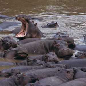 Къде се раждат хипопотами? Дали хипопотамите са родени под вода?