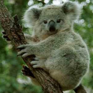 Къде живее коала, описанието и особеностите на това животно