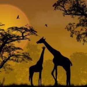 Къде живеят жирафите? Какво е местообитанието на жирафите и как се адаптират към тях?