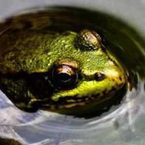 Къде са зимите жаби и какво правят през зимата? Как се подготвят жабите за зимата?