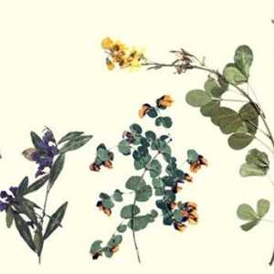 Хербариум: как да направите колекция домашно растение