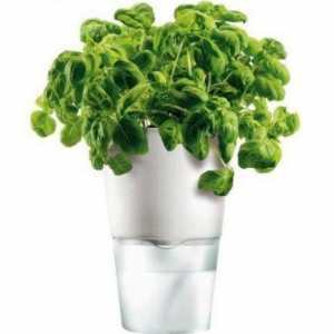 Хидропонични растения за отглеждане на зеленина у дома и в оранжерията