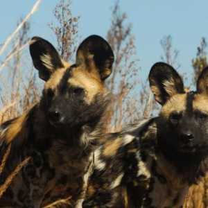 Hyenic Dogs: Описание, начин на живот, население
