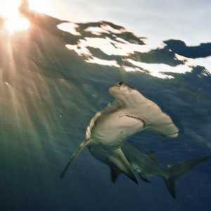 Giant Hammerhead Shark: описание и снимка