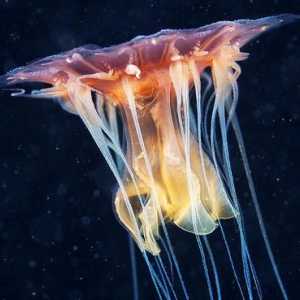 Гигантски медузи цианид: описание, начин на живот, интересни факти