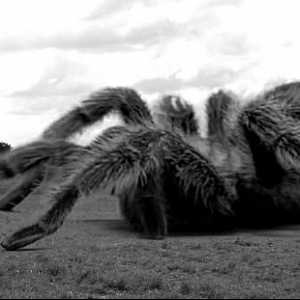 Гигантски паяци - фантастика или истината за живота?