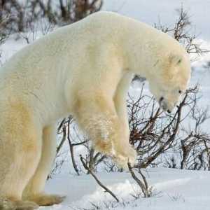 Гигантска полярна мечка: описание и местообитание