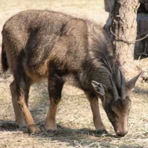 Хималайска коза: описание, размножаване, възпроизвеждане