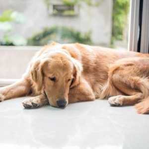 Хипотиреоидизъм при кучета: симптоми, лечение, причини за заболяването