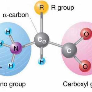 Хистидин: формула, химични реакции