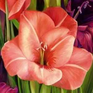 Gladiolus: грижи и култивация. Съвети от опитни градинари