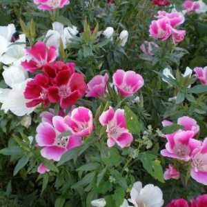 Godette: засаждане и грижи за градински цветя