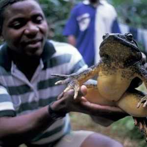 Голиат е най-голямата жаба в света