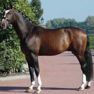 Холандска топлокръвна порода коне: описание на породата