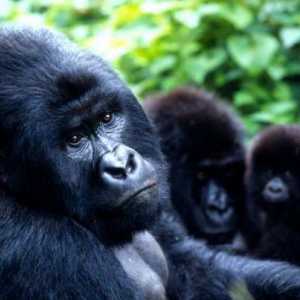 Планина горила: снимка, описание