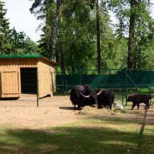 Зоологическата градина на Кострома в града и зоопарка за контакт в Кострома: каква е разликата?…