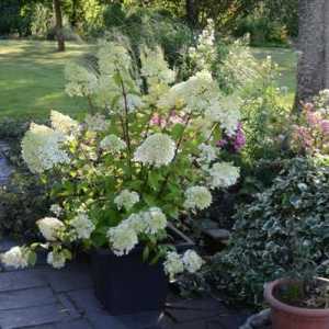 Hydrangea `Diamantino` - кралица цветна градина
