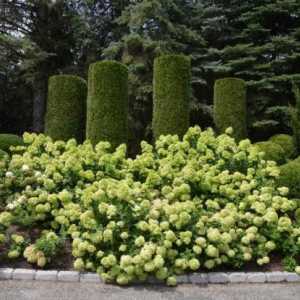 Hydrangea `litl lime` - ароматни нотки на есенната градина