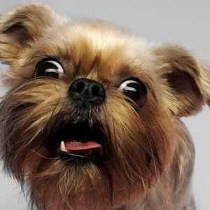 Грифон е малко белгийско куче. Описание на породата, характеристиките и грижите