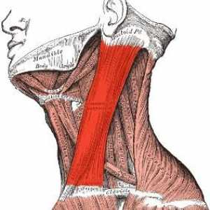 Кръв-ключикулярно-мастоиден мускул: основната роля в човешкото тяло