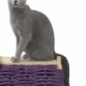 Характер на руската синя котка, описание на породата, цена
