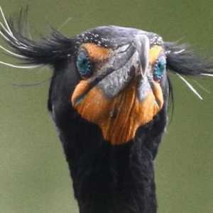 Crested Cormorant: снимка, описание, начин на живот