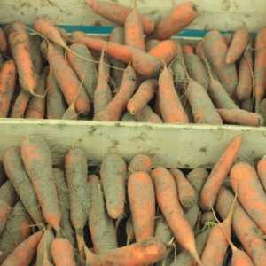 Складиране на моркови в мазето през зимата