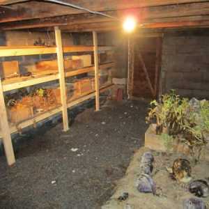 Съхранение на цвекло в мазето или Как да си осигурите пресни зеленчуци за цялата година