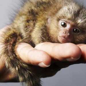 Игринка - малка маймуна с големи очи. Кратко описание на вида