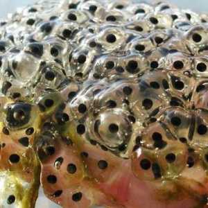 Хайвер жаба: деликатес, медицина и корали