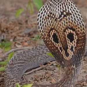 Индийска змия