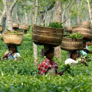 Индийската провинция Асам: производственият чай е един от международните лидери