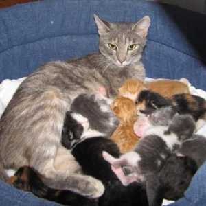 Информация за домашни любимци: как и какво да се хранят котки за кърмене