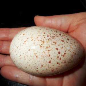 Инкубация на яйца от пуйки в дома: температура и влажност, режим, снимка, таблица за инкубиране на…