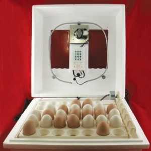 Инкубация на пилешки яйца у дома: нюанси и характеристики на процеса
